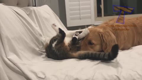 HIGHLIGHTS of ANIMALS that will make you DIE LAUGHING - Super FUNNY ANIMAL videos