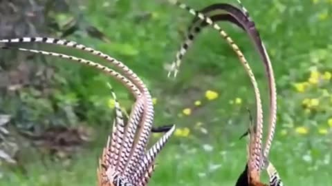 Mate Dance