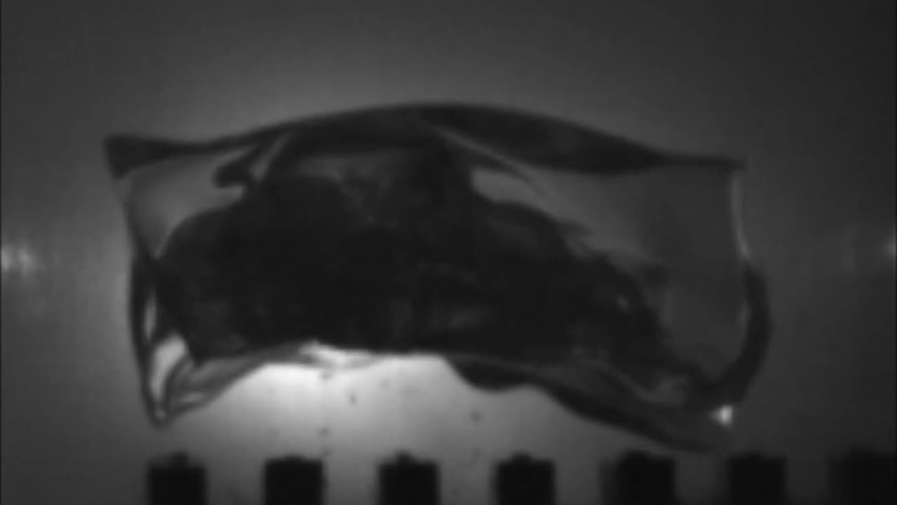 260REM Nosler 120gr Ballistic Tip vs. 20% ballistic gelatin