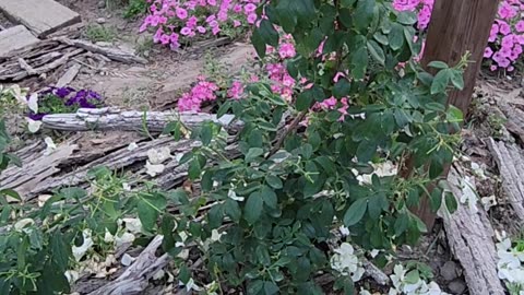 Deadheading Sally Holmes Climbing Rose