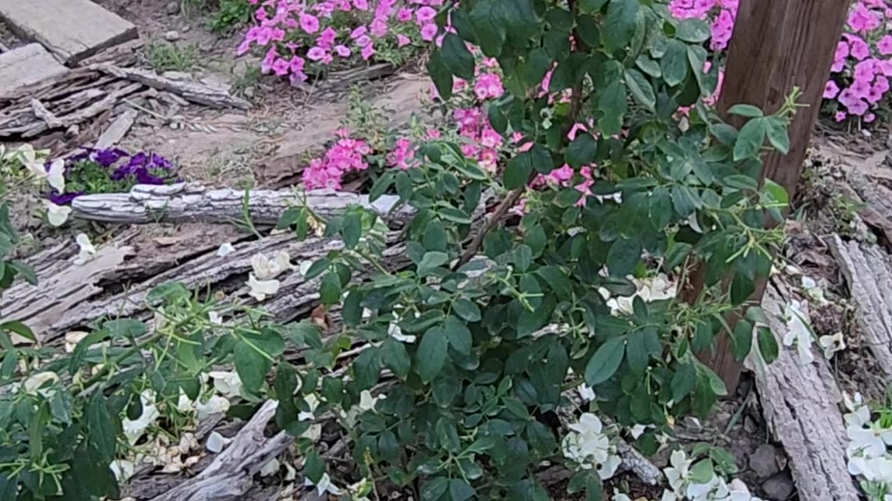 Deadheading Sally Holmes Climbing Rose