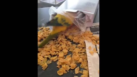 Funny Animals