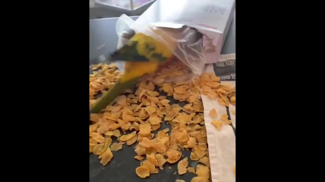 Funny Animals