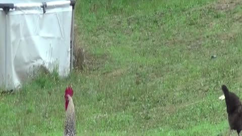 hen
