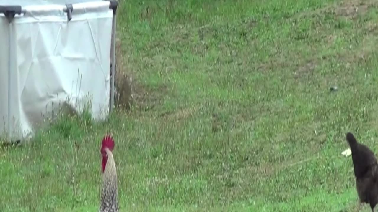 hen