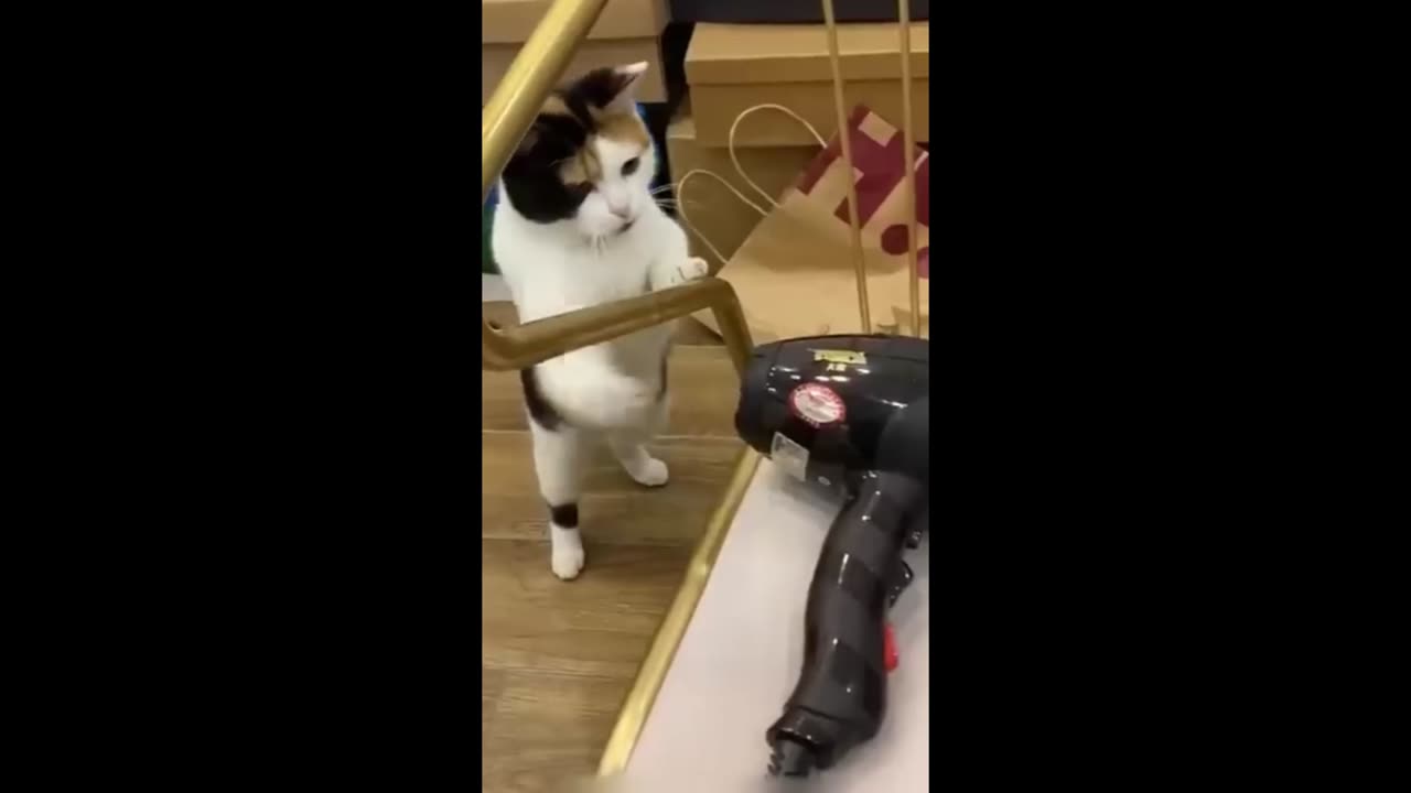 Funny animals