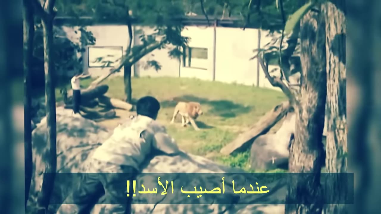 رجل مختل عقلياً يدخل إلى عرين الأسد.. شاهد ماذا حصل !!