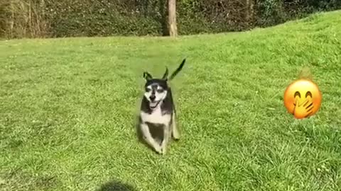 Animal Funny Videos