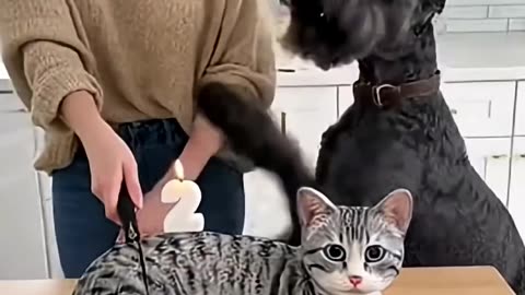 🤣 She Cuts a Cat Cake 🍰 — and the Real Cat Totally Freaks Out! 😹 | “Calma, é só bolo!” 🎬