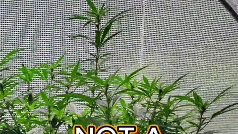 Inside My Budget Greenhouse | Grow Setup + Flower Stage