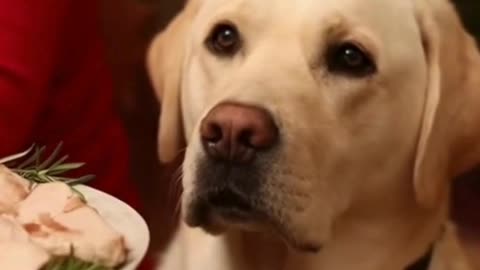 🐶❄️ My Dog Refused to Eat… Until He Saw His Christmas Surprise 🎁❤️