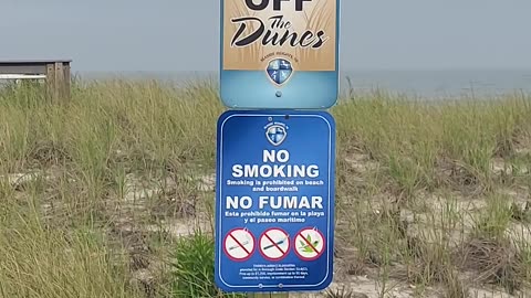 Seagull Patrolling the Dunes