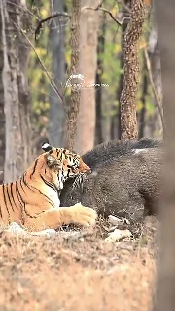 Fearless Tigress vs Wild Boar 🐅🐗