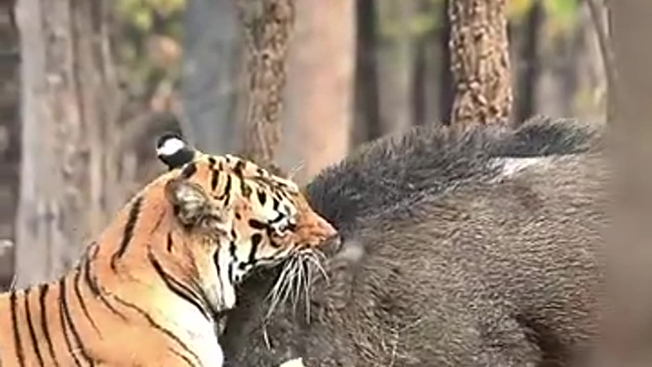 Fearless Tigress vs Wild Boar 🐅🐗