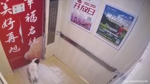 Funny Animals