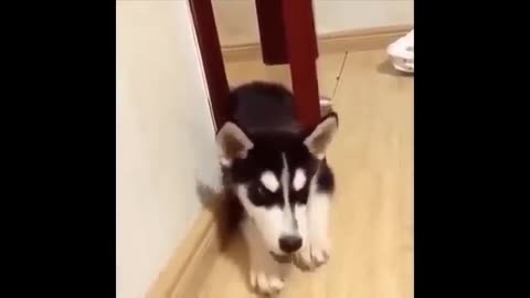 Awesome cute Pet Animals