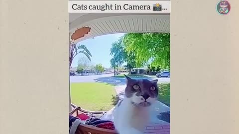 Funny Animals Video