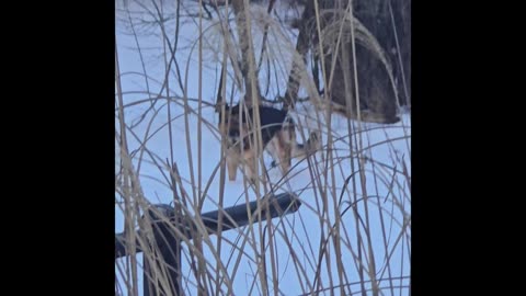 Virgil german shepherd.