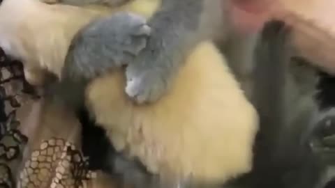 Hey one in a Million love cat 😻💖🐶 Cute kitten hugs puppy