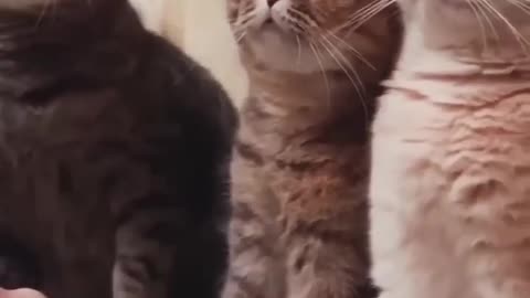 handshake_with_kitties😍_#cat_#catlover_#cats_#muslimcat_#shorts_#shortvideo_#shortsvideo_#ytshort