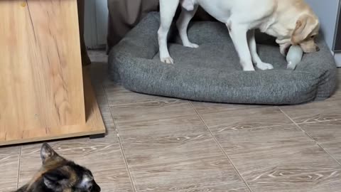 😂👀 Don't Watch This If You Are Afraid! | FunFM