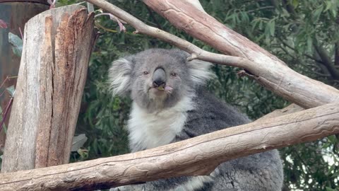 Charming Koala Munching in Eucalyptus Tree