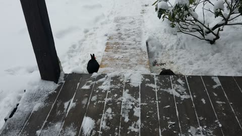 Be rejuvenated by the gentle sounds of bunnies eating around a snowy porch. | #Sparklegleamfarm