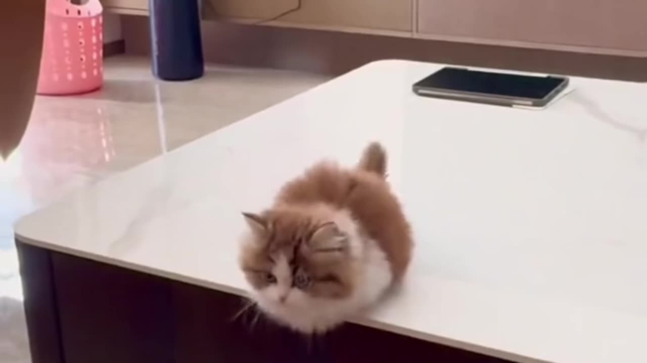 Cute kitties 😍