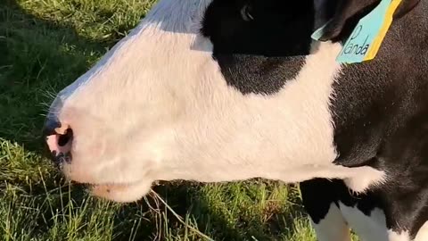 🐼😂 I Can't Pet Panda Without Her Trying to Eat Me! | FunFM