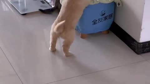 Kitten had a good run but just couldn’t close 😊