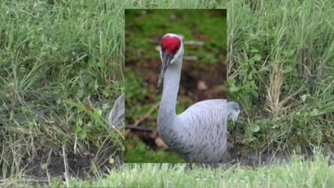 Discover the Sandhill Crane-Natures Flying Giants