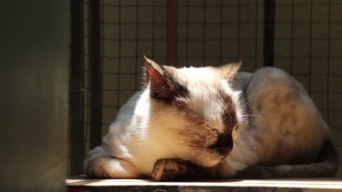 Cute Animal Ep113