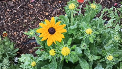 Black-eyed Susan