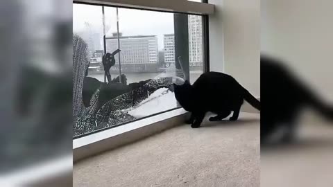 🤣 Tik Tok Funny Animals 🤣 - Funny Animal Videos
