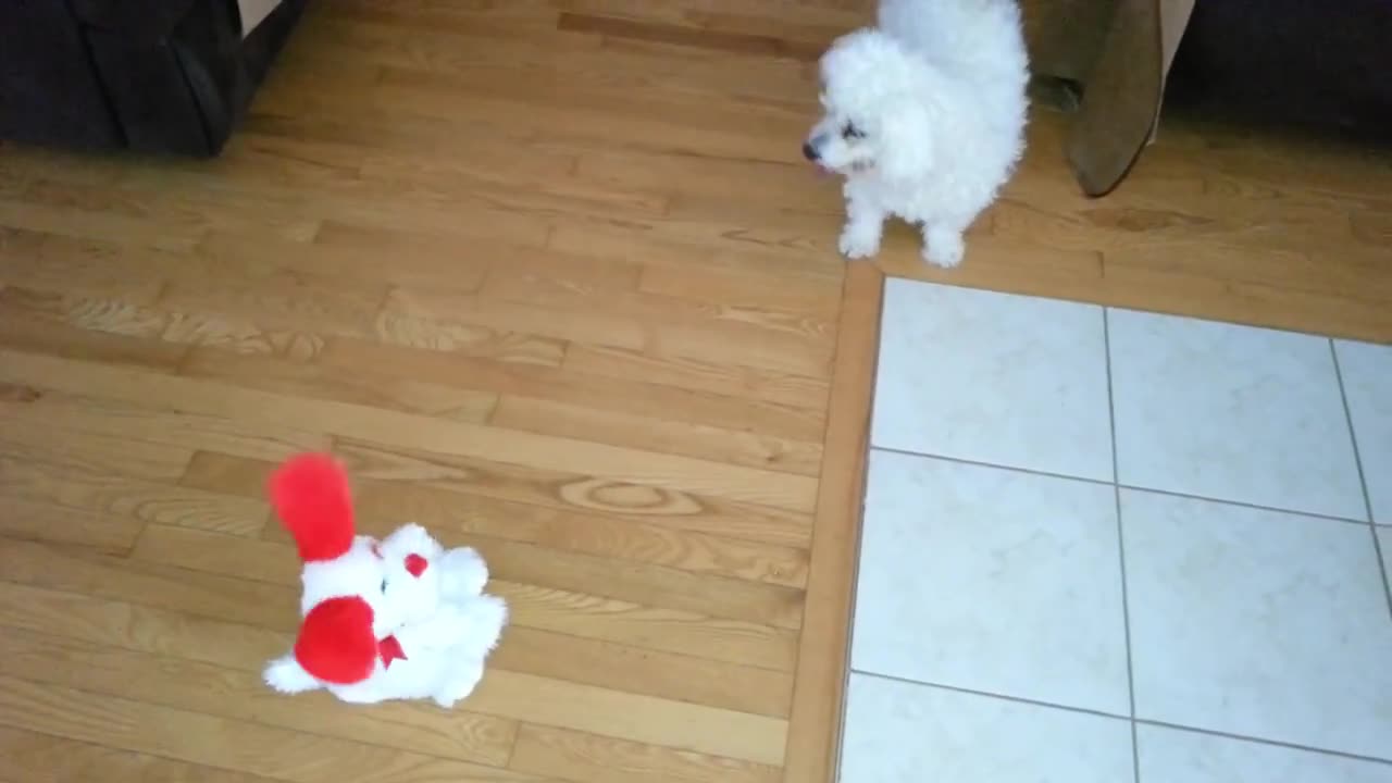 Fici, Ludi, Csopi playing with their toy!