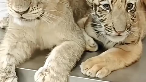 These Lion and Tiger are Brothers ❣️ #shorts #cute #animals