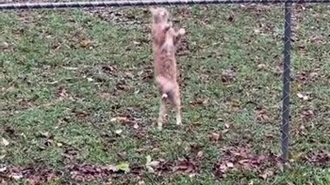 Our dog makes sure the cat doesn't leave the yard...