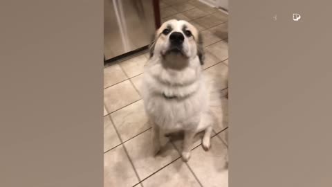 Dogs Demand Their Cheese Tax – Watch Their Epic Food Fails! Follow for More and Smash Like!