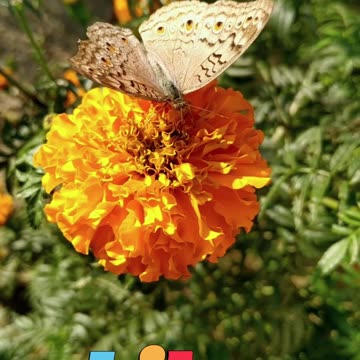 😊 87 "TU SEMILLA DETERMINA TU COSECHA" Gálatas 6:7 😊