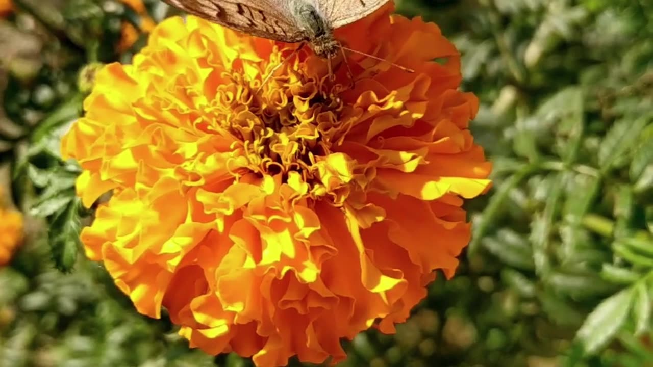 😊 87 "TU SEMILLA DETERMINA TU COSECHA" Gálatas 6:7 😊