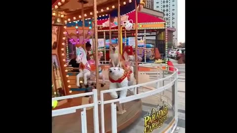 Funny dog video