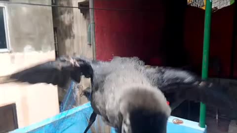 My favorite pet crow