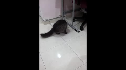 Pets vs Shadows! 😂 Hilarious Dogs and Cats Chasing the Invisible