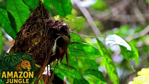 Broadbill – Colorful Jungle Bird 🐦🌿 | Rare Amazon Wildlife Footage