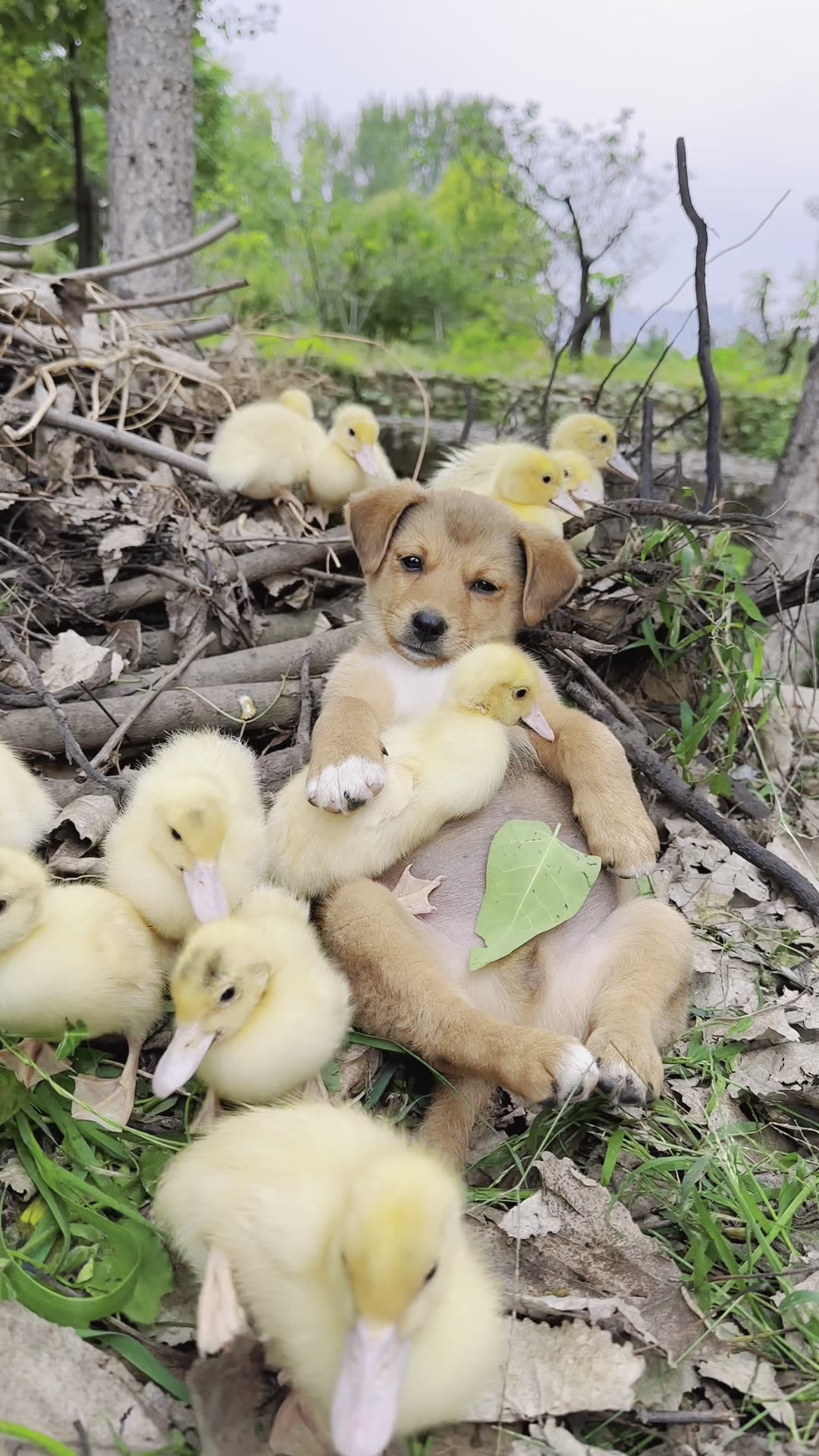 Ducklings Loading The dog is accompanied by many ducklings