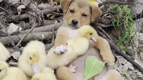 The dog is accompanied by many ducklings