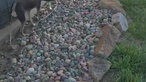 😂🐶 Penny's Lampshade Adventure is Hilarious! | FunFM