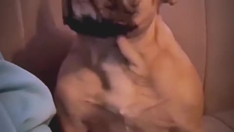 Pets That Will Make You Laugh/ Hilarious Pet/ Cutest Moments Ever 😂🐶 #Shorts