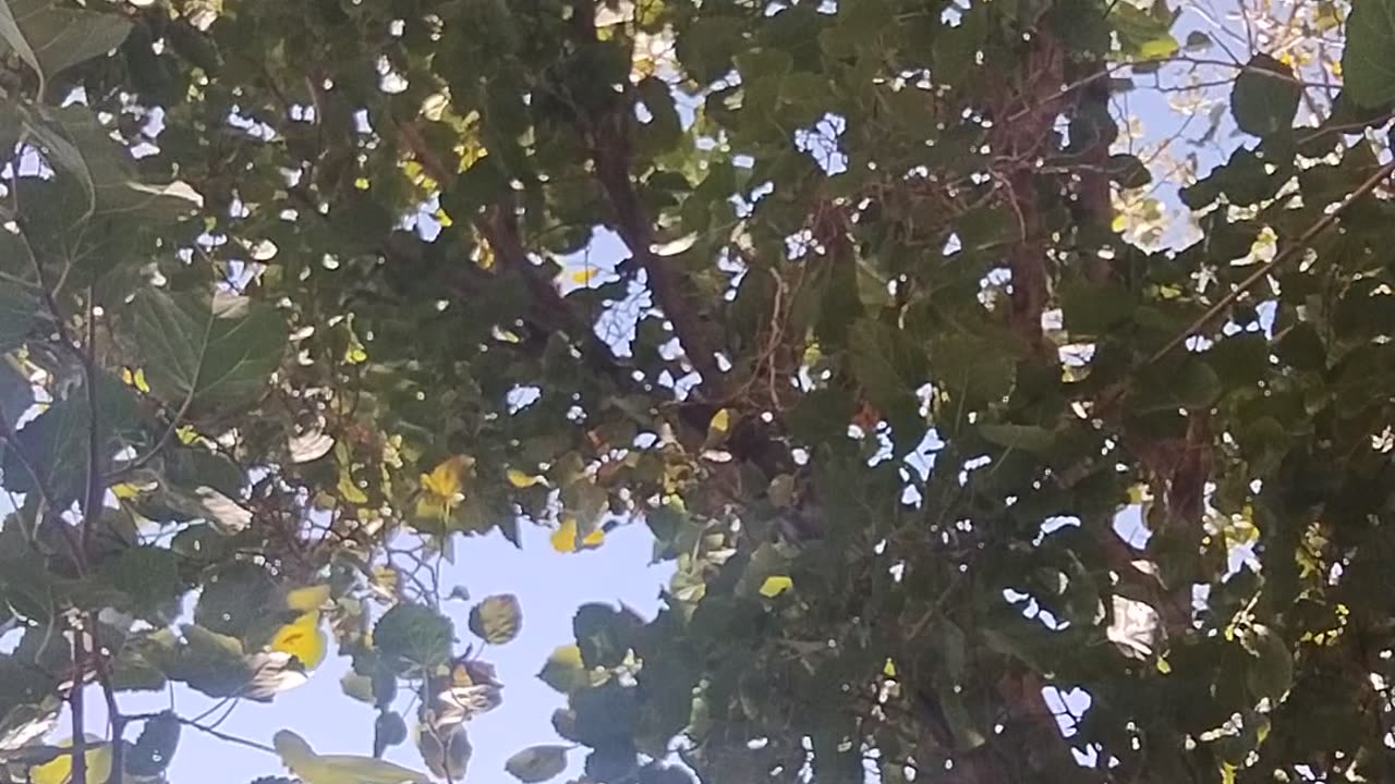 Train hopping and Smart phones don't mix