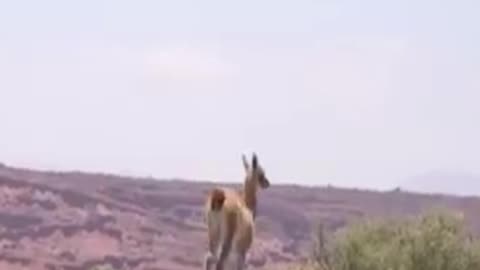 guanaco
